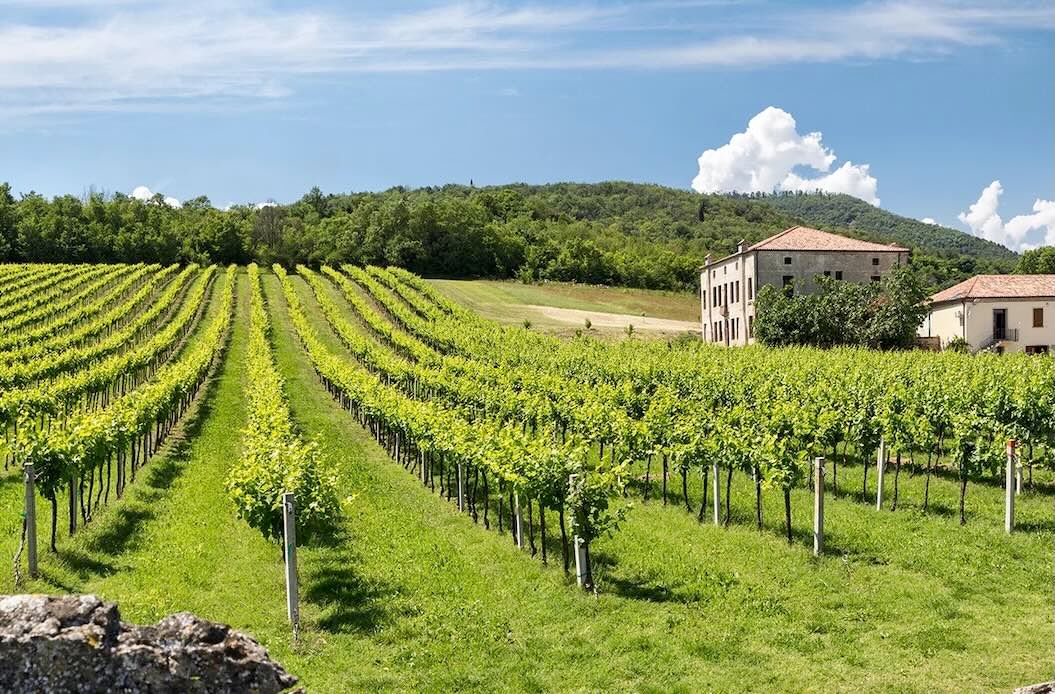 Degustazione "Colli Euganei" Vini Loreggian